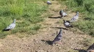 #birds#pigeon#nature#nice#animals#all#beautiful#flying#looking#good#food#flowers#solo#love#like#