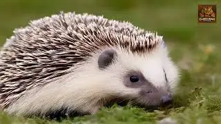 Wildlife education, European Hedgehog Erinaceus Europaeus
