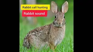 rabbit hunting call/rabbit call to attract rabbits/rabbit hunting sound/rabbit sound mp3#subscribe
