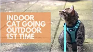 Indoor cat exploring backyard on leash