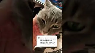 Бедные коты, стрессуют🤣🤣 | #shorts #коты #кот #животные #груминг #стрижкакошек
