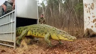 10 Animales Siendo Liberados Por Primera Vez...