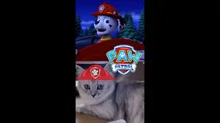 【Kitten CATastrophe!🚒】#catpack
