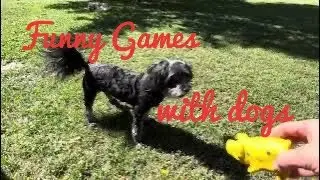 I want summer to never end, or fun dog games!