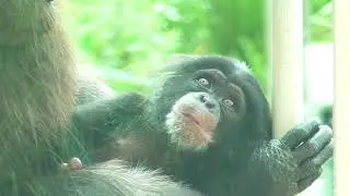 Chimpanzee Twin sisters, Karan, fondle their baby. Koe Yotsuba
