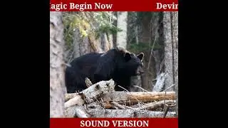 Bear Animal Spirit Switch word Booster - Sound Version - Please Read Description