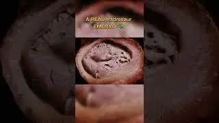 DISCOVERY of INTACT Hadrosaur EMBRYO 🤯