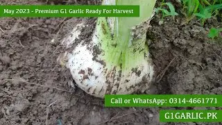 G1 Garlic May 2023 Book Seed Before Harvesting