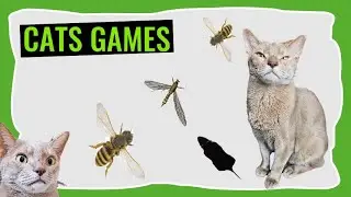 Games for CATS | The best fun games on Cat TV | Fun for cats 🐞🐦🐁🪳