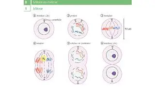 Binas tabellen - Celcyclus, mitose, meiose