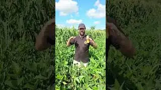 Intersiembra de ma&iacute;z con soja para pastoreo
