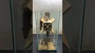 Great Mouse Trap Ideas / Animal Safe Mouse Traps #mousetrap #rattrap #shorts