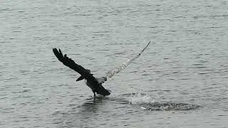 Pelican Taking Off and Diving in Slow Motion