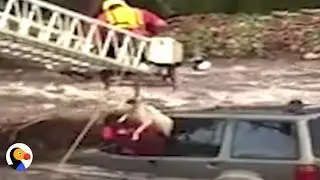 Owner Saves Dog FIRST During AMAZING Flash Flood Rescue | The Dodo