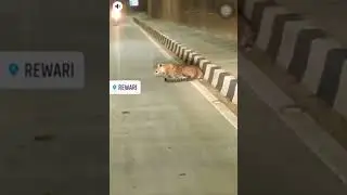 Rewari 😮.          #haryana#rewari #viral#news#tiger