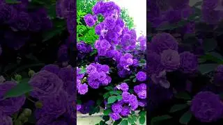 The most beautiful beautiful purple roses.|#purplerosez #rosegarden #flowergarden #roseflowers