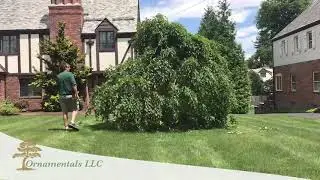 Weeping Beech - Ornamentals LLC