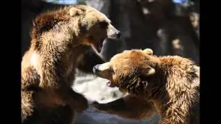 Grizzly Bear to be Delisted