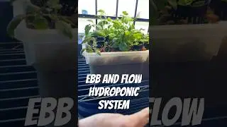 Ebb and Flow hydroponic, short version #bangerlabs #hydroponics #farming #diy #growingvideo #garden