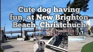 Cute dog, Is happy walking around at New Brighton Beach, Christchurch.
