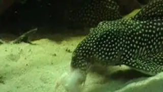 Scobinancistrus sp. L253
