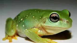 Magnificent Tree Frogs - Litoria splendida - New additions - babies!