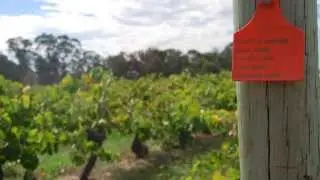 Best's Great Western 2012 Old Vine Pinot Meunier