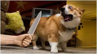 Pets Getting Scared Over Nothing - Funny Cat And Dog Videos #7