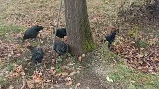 Australorp czarny