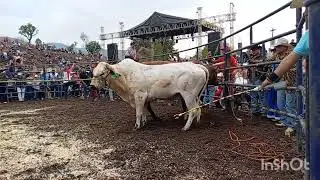 JARIPEO EN TIRÍNDARO MICHOACAN / SE RETIRA JINETE DE TIRÍNDARO Y SE QUEBRA TORO / MAYO 2025