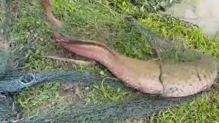 Amazing Cast Net Fishing Skills