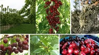 Вишня супер-карликовая (колоновидная ) Морозовка - урожай без хлопот уже на следующий год!