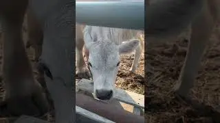#cow #country #countrylife #bullcalf