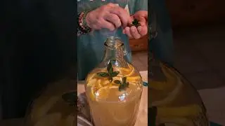 Mojito Mead Brew to Drink 🍸🌱🍋 | Part 1 #mead #meadmaking #hobbies #shortfeed #fyp #shorts #drinks