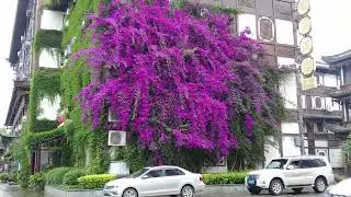 4K Walking Tour 雨天重庆铜梁区淮远河 Rainy days on Huaiyuan River in Tongliang District, Chongqing