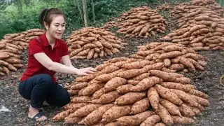 Harvesting Giant Cassava Roots in the Countryside | Fresh & Abundant Yield