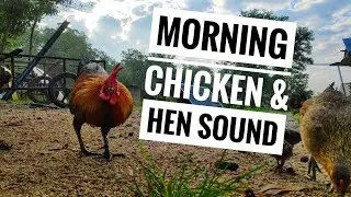 Chicken Hen sound in the morning 1 hour. Relaxation sound. Kampung sound feeling