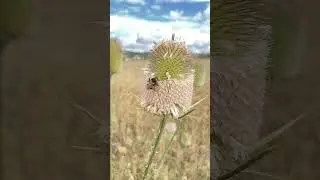 BEES are so fascinating Creatures! #shorts_ #bees #shortsreels #beeshorts