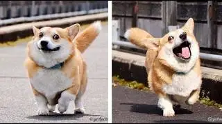5 Reasons Why You Need a Corgi IMMEDIATELY 🐾💖