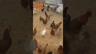 Playing a Joke on our Chickens 🤣 Watch how fast they realize it 😂