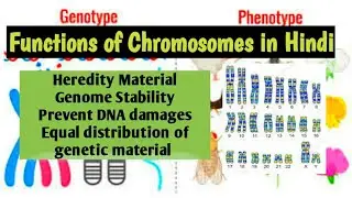 Functions of chromosomes in hindi|Conceptual Genetics and Breeding