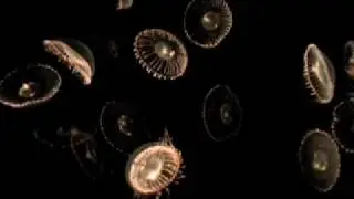 Crystal Jellyfish- Aquarium of the Pacific