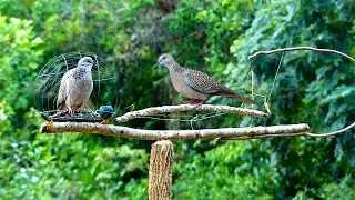 New Dove Trap Technique - Traditional Creative Quick Pigeon Trap