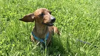 Can you run with a mini dachshund?