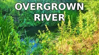 GOOD Chub live in Small OVERGROWN Essex River - BFS Fishing