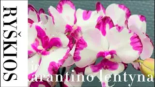 Ryskios orchidejos ir karantino lentyna