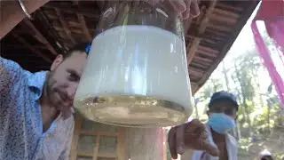 Collecting Sri Lanka's most popular drink - Toddy (Ra) 🇱🇰