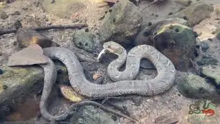 Northern Watersnake (Nerodia sipedon sipedon) with Banded Sculpin (Cottus carolinae)