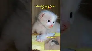Please don't grow up too fast #orphankitten #adoptstrays #kitten #rescueefforts #cute