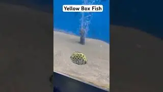 Yellow Box Fish. #reels #studywithmeandmycat #nature #reels #viral #viralvideo